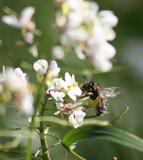 apiculture amandes