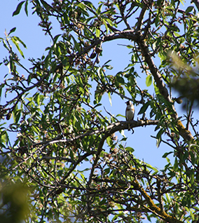 chardonneret amandiers