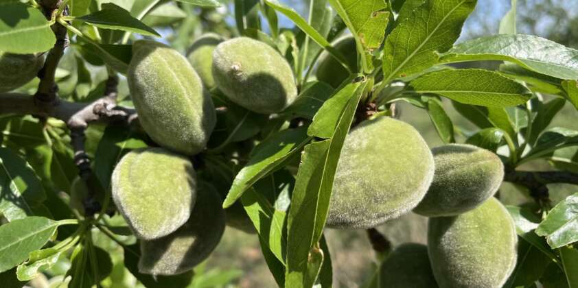 Amandes fraîches : Le trésor de saison à découvrir absolument